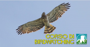 Corso birdwatching Camminiesploratori